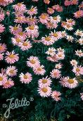 Tanacetum coccineum 'Robinson Pink'